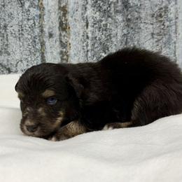 Titus - Black tri-color male Australian Shepherd puppy in Oak Hill, Florida from Swingin T Ranch LLC
