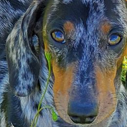 Dachshunds from Long'd Fore Dachshunds