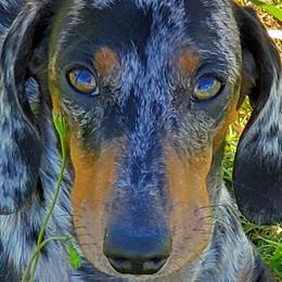 Dachshunds from Long'd Fore Dachshunds