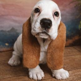 Clove - Lemon and white female Basset Hound puppy in Hodges, South Carolina from Blooming Basset
