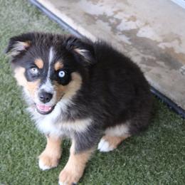 Pegasus - Black tri-color female Australian Shepherd puppy in Sonoita, Arizona from Gardner Canyon Kennels