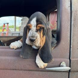 Basset Hounds from Lazy Daisy Basset Hounds