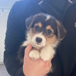 Pembroke Welsh Corgi Puppies from Rainbow Corgi Farms