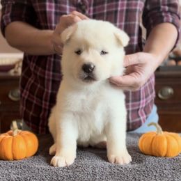 Boy 4 blue collar - Akita puppy from Main Street Akitas