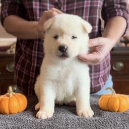 Boy 4 blue collar - Akita puppy from Main Street Akitas