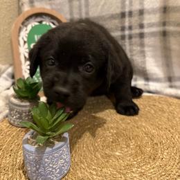 Blue - Black male Labrador Retriever puppy in Wittmann, Arizona from AM Labradors