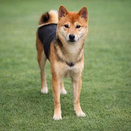 Matcha - Shiba Inu