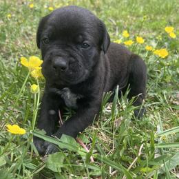 Dark Green Collar - Black male Cane Corso puppy in Kingsport, Tennessee from Gray Cane Corsos