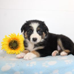 Jordan - Black tri-color male Australian Shepherd puppy in Honey Brook, Pennsylvania from New Adventures Puppies