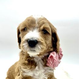 Aspen - Red  female Goldendoodle puppy in Travelers Rest, South Carolina from Bailey Mountain Doodles