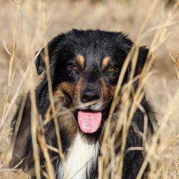 Wick - Australian Shepherd