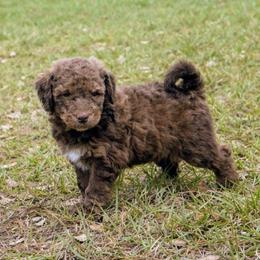 Antonio - Chocolate male Goldendoodle puppy in Pittsburg, Texas from Grace Springs Goldendoodles