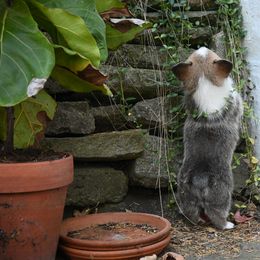 Pembroke Welsh Corgi Puppies from A&A’s Adorable Corgis