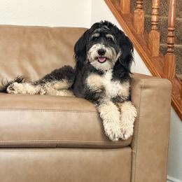 Ruby - Bernedoodle