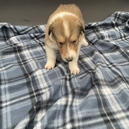 French Hen - Sable and white female Collie puppy in Bamberg, South Carolina from Shakhor Ohr Collies and Pomeranians