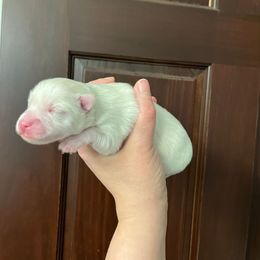 Pomsky Puppies from Sugar Maple Pomskies