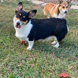 Tea Lily - Pembroke Welsh Corgi
