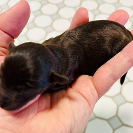 Vint - Liver male Miniature Schnauzer puppy in Alabama from Little River Miniature Schnauzers