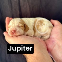 Jupiter - Lemon and white female English Springer Spaniel puppy in Uvalda, Georgia from Willow Creek Farms