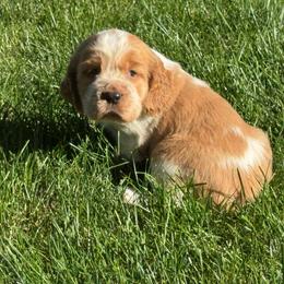 Gideon - Lemon and white male English Springer Spaniel puppy in Coeur D'alene, Idaho from Springer Hollow