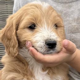 Boy 3 - male Goldendoodle puppy in Pasco, Washington from Elm Road Farms