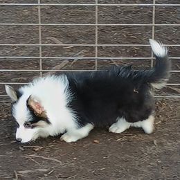 Annika - Black and tan Pembroke Welsh Corgi puppy in Ellensburg, Washington from Faery Mount Farm