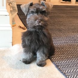 Miniature Schnauzer Puppies from Southern Magnolia Schnauzers