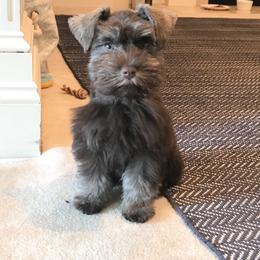 Miniature Schnauzer Puppies from Southern Magnolia Schnauzers