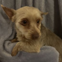 Harley - Pomeranian