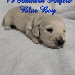 Basset Hound and Dachshund Puppies from V's Southern Angels
