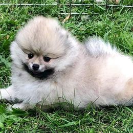 Pomeranians from Epiphany Pomeranians