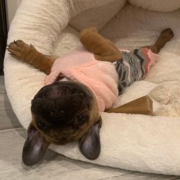 French Bulldogs from Bee Frenchies
