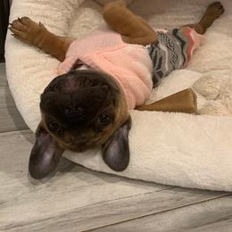 French Bulldogs from Bee Frenchies