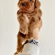 Double Doodle Puppies from Hansen Homestead Pups