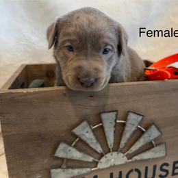 Silver orange collar - Silver female Dilute Retriever puppy in Teton County, Montana from East Front Labradors & Treasure State Schnauzers