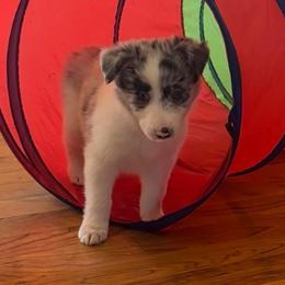 E J - White and blue merle male Border Collie puppy in Jonesboro, Arkansas from Hampton Border Collies