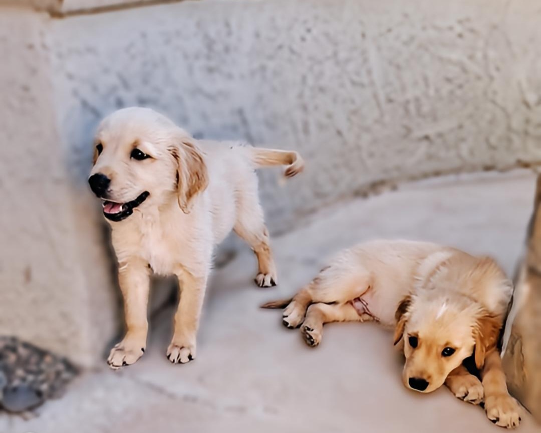 Cooper - Golden Golden Retriever puppy in Maricopa, Arizona from Daisy's Golden Kisses- Golden Retrievers of Arizona