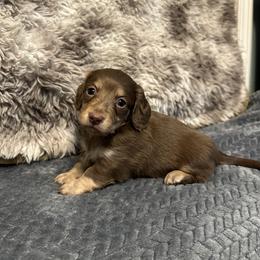 Ash - Chocolate and cream male Dachshund puppy in Stilwell, Oklahoma from B & K Dachshunds