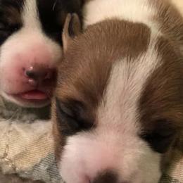 Teddy Roosevelt Terriers from Exile Teddy Roosevelt Terriers