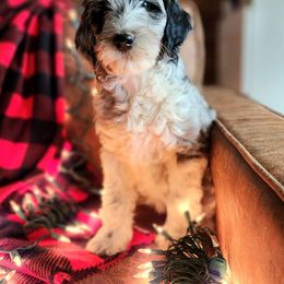 Asterisk - Merle Labradoodle puppy in Somerset, California from Annie’s Animals