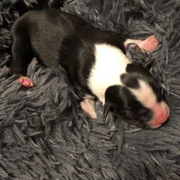 Aussiedoodle and Australian Shepherd Puppies from The Regal Puppy