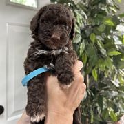 Blue Collar Boy - Brown male Spanish Water Dog puppy in Clementon, New Jersey from PitterPatterPuppiesNJ