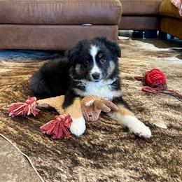 Knight - Black tri male Miniature Australian Shepherd puppy in Edgar Springs, Missouri from Scott’s Aussies LLC