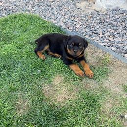 Hause - Black and mahogany male Rottweiler puppy in Parker, Colorado from Denver Rotties