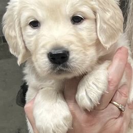 Boy 1 - Golden Retriever puppy from Golden Hearts Ranch English Cream Retrievers
