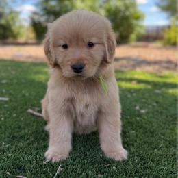 Lime Green - Golden female Golden Retriever puppy in Paulden, Arizona from Carefree Samoyeds & Deserthills Labradors