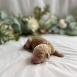 Goldendoodle Puppies from Golden Creek Doodles