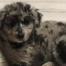 Aussiedoodles from Dores Doodles