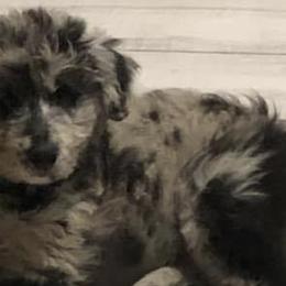 Aussiedoodles from Dores Doodles