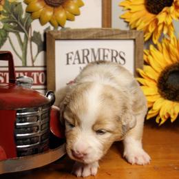 Australian Shepherd Puppies from Cooper Ridge Aussies